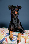 lying Manchester Terrier
