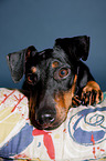 lying Manchester Terrier