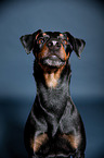 Manchester Terrier Portrait