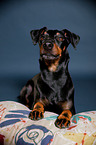 lying Manchester Terrier