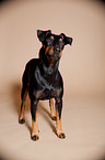 standing Manchester Terrier