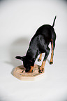 Manchester Terrier with intelligence toy