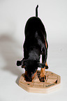 Manchester Terrier with intelligence toy