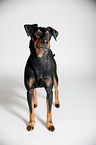standing Manchester Terrier