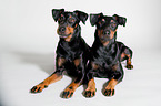 two Manchester Terrier