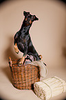 standing Manchester Terrier