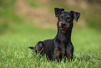 Manchester Terrier