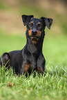 Manchester Terrier