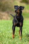 standing Manchester Terrier