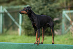 standing Manchester Terrier