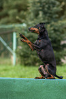 sitting Manchester Terrier