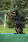 sitting Manchester Terrier