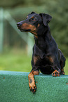 Manchester Terrier