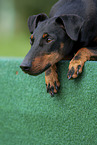 Manchester Terrier