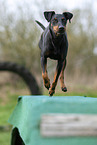 running Manchester Terrier
