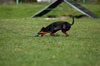running Manchester Terrier