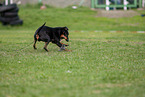 running Manchester Terrier