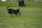 running Manchester Terrier