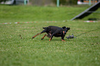 running Manchester Terrier