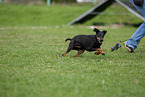 running Manchester Terrier