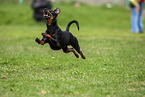 running Manchester Terrier
