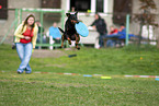 Manchester Terrier plays frisbee