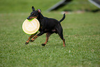 Manchester Terrier plays frisbee