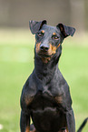Manchester Terrier Portrait