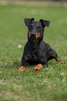 Manchester Terrier
