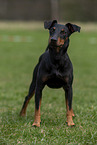 standing Manchester Terrier