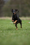 running Manchester Terrier