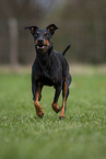 running Manchester Terrier