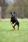 running Manchester Terrier