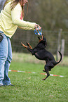 Manchester Terrier