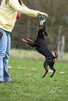 Manchester Terrier