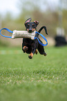 running Manchester Terrier