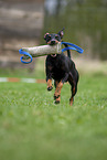 running Manchester Terrier