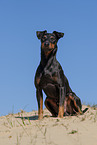 sitting Manchester Terrier