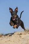 running Manchester Terrier