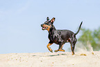 running Manchester Terrier