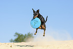 Manchester Terrier plays frisbee