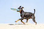 Manchester Terrier plays frisbee