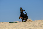 running Manchester Terrier