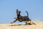 running Manchester Terrier