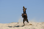 running Manchester Terrier
