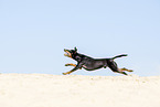 running Manchester Terrier