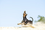 running Manchester Terrier
