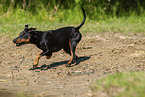 running Manchester Terrier