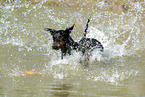 running Manchester Terrier