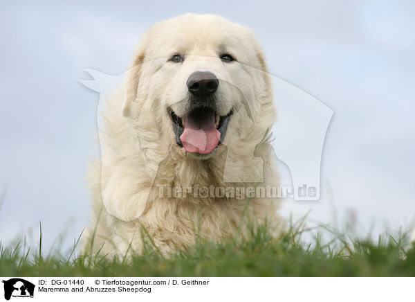 Maremmen-Abruzzen-Schferhund / Maremma and Abruzzes Sheepdog / DG-01440